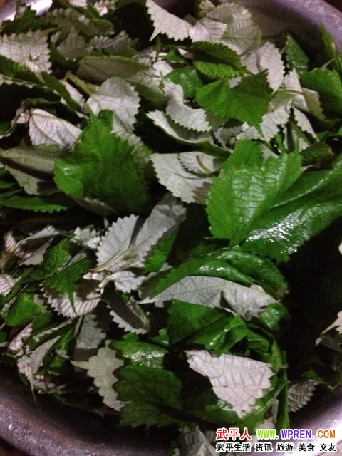 初叶板 - 『 魅力武平 』 - 武平人网 WPREN.C